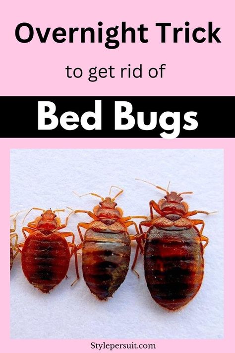 If you’re dealing with a bed bug infestation, fret not! This guide, we will walk you through step-by-step how to effectively get rid of bed bugs from your home. Learn the best diy bed bug killer. How To Get Rid Of Bed Bugs For Good, Bed Bug Trap Diy, Bed Bugs How To Get Rid Of Diy, Diy Bed Bug Spray, Getting Rid Of Bed Bugs Fast, Get Rid Of Bed Bugs Fast Diy, Bedbugs Removal Diy, Bed Bugs How To Get Rid Of Fast, Bed Bugs How To Get Rid Of