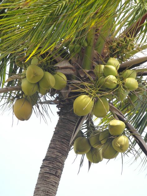 Coconut (Cocos Nucifera) plays a big role within the agrarian economy of India. aside from the importance of copra and copra oil which is widely utilized in the manufacture of soaps, hair oil, cosmetics and other industrial products, its husk may be a source of fibre which supports a large coir industry. The tender nut supplies coconut milk, a well-liked thirst quencher of health and hygienic value. Brasil Aesthetic, Birdhouses Ideas, One Way Ticket, Red Palm, Coconut Trees, Cocos Nucifera, Food Photography Tips, Coconut Palm, Bird Houses Diy