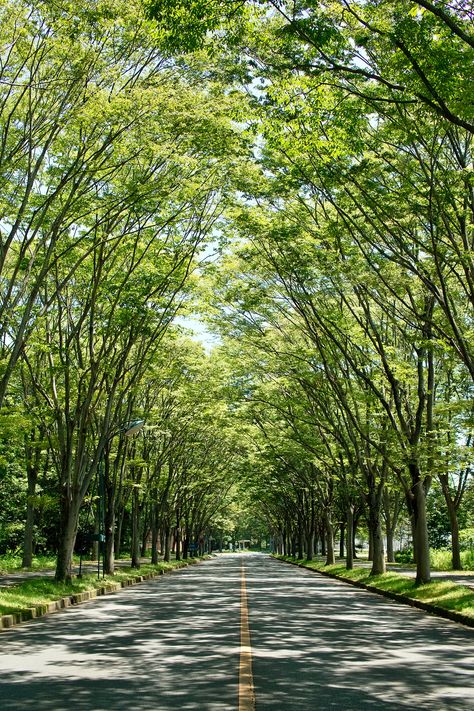 In the green tunnel #1 | Tsukuba, Ibaraki, Japan | Flickr Green Tunnel, Desain Lanskap, Ibaraki, Road Design, Nature Green, Diagram Architecture, Beautiful Landscape Wallpaper, Scenic Routes, Nature Wall