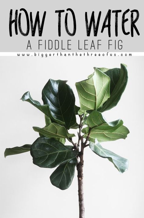 Tall House Plants, Fiddle Leaf Fig Care, Fiddle Leaf Tree, Fig Trees, Fig Plant, Grow Taller, Plant Care Houseplant, Fiddle Leaf Fig Tree, Indoor Plant Care