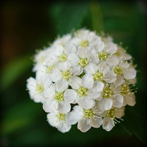 Reeves spirea Reeves Spirea, Unusual Flowers, Provence, Composition, Plants, Flowers, Beauty