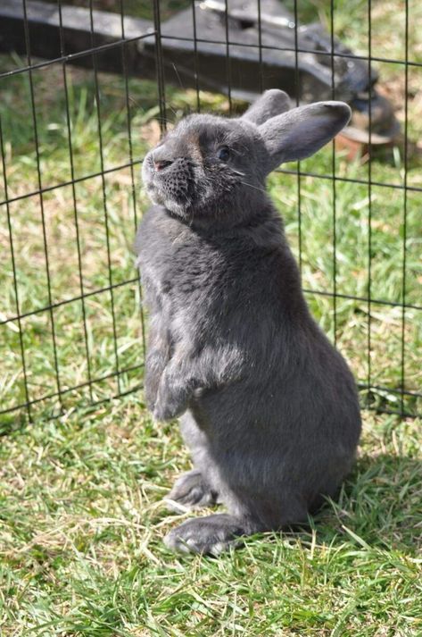 American Rabbit - The Livestock Conservancy Raising Rabbits For Meat, Flemish Giant, Raising Rabbits, Rabbit Breeds, Large Rabbits, Rare Breed, Rabbits, The National, Meat