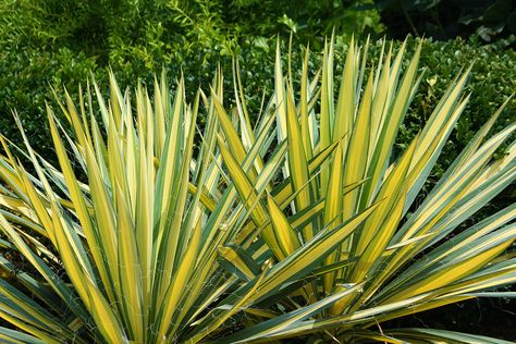 Yucca: A Resilient Garden Plant and a Delicious Vegetable Yucca Garden Landscaping, Yucca Landscaping, Yucca Plant Landscaping, Edible Stem, Beach House Landscaping, Front Flower Beds, Yucca Plant, House Landscaping, Front Landscaping