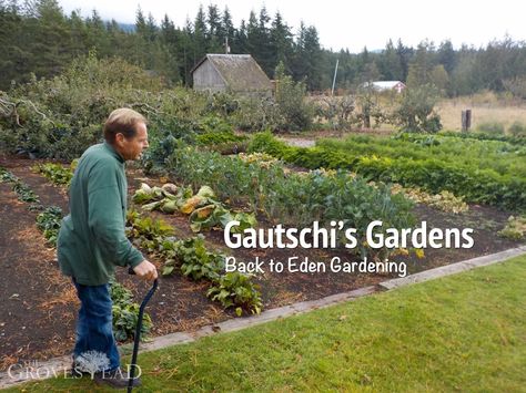 Back To Eden Garden Layout, Nitrogen Fixers, Men Gardening, Back To Eden Gardening, Back To Eden Garden, Garden Techniques, Pnw Garden, Sequim Washington, Back To Eden