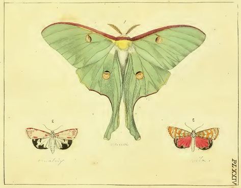 Actias luna Moth Illustration, Lunar Moth, Moth Art, Graphic Arts Illustration, Printable Animals, Botanical Illustration Vintage, Antique Illustration, Luna Moth, Insect Art