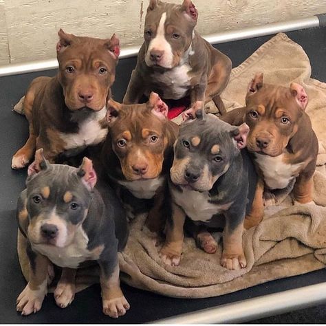 American Bully Classic, Pitbull Dog Breed, Bully Breeds Dogs, Dog Family, Super Cute Puppies, Cute Animals Puppies, Really Cute Dogs, Cute Little Puppies