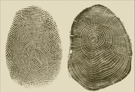 "Personalized fingerprint tree ring art I've had several people request personalized tree ring and fingerprint artwork. So, for a limited time, I'm offering to do personalized artwork where you can use your own of a loved ones fingerprint and I'll combine it with a tree ring print. I can customize everything about these images including color and size. Just reach out and let me know what you have in mind. It's a beautiful way to depict the connection of humans with nature.  I make these prints with archival ink and paper, so they are made to last generations. I travel to meaningful places to find wood from previously fallen trees. In a way, I'm just publishing the story of a place as written by a tree over decades and sometimes hundreds of years. I sign each print because I stand by my wor Tree Rings Art, Fingerprint Illustration, Art Fingerprint, Fingerprint Artwork, Tree Fingerprint, Tree Ring Print, Tree Ring Art, Nature Connection, Fingerprint Art