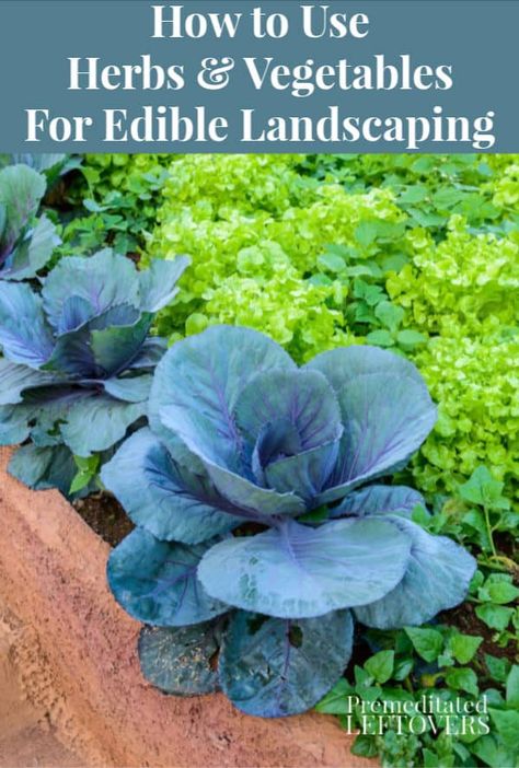 Make your yard produce for you by using Herbs and Vegetables For Edible Landscaping. The herbs and veggies look great and put food on your table too! Easy #gardening and #landscape tips. Edible Landscaping Design Layout, Florida Edible Landscaping, Landscaping With Herbs, Edible Landscaping Front Yard, Herb Landscaping, Food Landscape, Landscape Tips, Edible Landscape, Diy Container Gardening