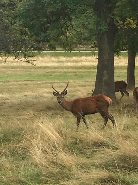 Richmond Park London Deer, Richmond Park London, Richmond London, Richmond Park, London Park, London, Animals