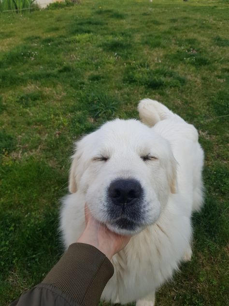 Irish Cream Golden Retriever, Great Pyrenees Aesthetic, Golden Retriever Cream, Golden Pyrenees, English Creme Golden Retriever, Golden Retriever Pictures, Cream Retriever, White Retriever, White Golden Retriever