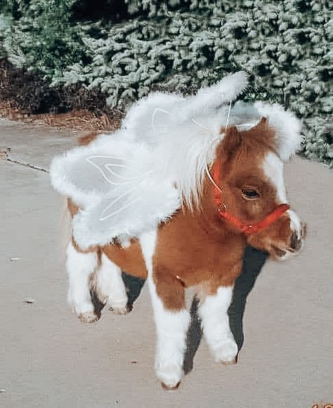 Horse Halloween Costumes, Funny Horse Pictures, Pictures With Horses, Baby Pony, Pony Breeds, Cute Horse Pictures, Cute Ponies, Shetland Pony, Funny Horses