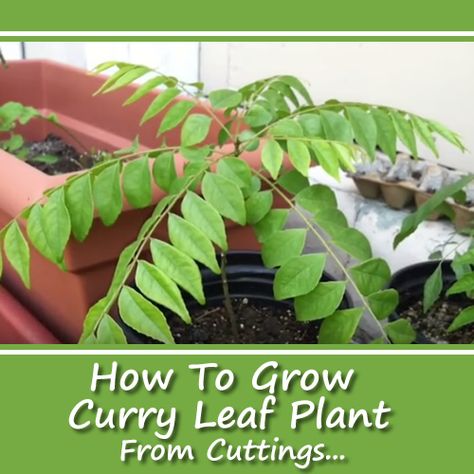 How To Grow Curry Leaf From Cuttings - add this to your herb garden... #gardening #homesteading Container Herbs, Curry Leaves Plant, Tree Propagation, Curry Plant, Mini Farming, Gardening Infographic, Growing Plants From Seeds, Curry Leaf Plant, Homestead Lifestyle