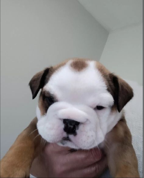 English Bulldog Puppies For Sale | Indianapolis, IN English Bulldog Breeding, English Bulldog Puppies For Sale Near Me, Baby English Bulldogs, Gray English Bulldog, Toy Australian Shepherd, English Bulldog Photography, Miniature Australian Shepherd, Toy Poodle Puppies, Old English Bulldog