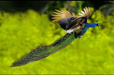 Flying Peacocks Totally Look Like Mythical Creatures Flying Peacock, Peacock Flying, Male Peacock, Peacock Images, Peacock Photos, Peacock Wallpaper, Peacock Pictures, Scenery Pictures, Bird Wallpaper