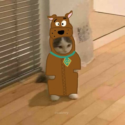 Standing Cat Pfp, Scooby Doo Memes, Standing Cat, Gatos Cool, Scooby Doo Mystery Incorporated, Funny Stickman, Anime Kitten, Cat Cosplay, Cat Profile