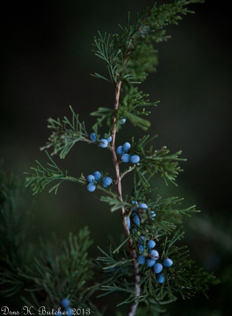 Juniper Flower, Berries Photography, Witches Garden, Ivy House, House Photo, Mystical Forest, Botanical Beauty, Nature Tattoos, Nature Wall Art