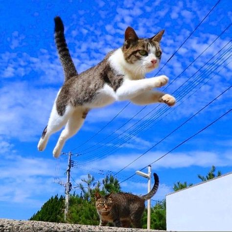 Cat Cpr, Cat Jumping, Jumping Cat, Cat Island, Cat Anatomy, Cute Little Kittens, Cat Stories, Cat Model, Cat Pose