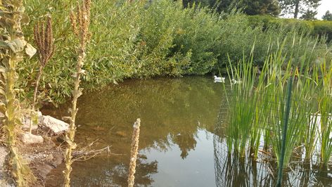 Diy Pond Liner, Permaculture Pond, Apocalypse Skills, Greenhouse Pond, Cottage Pond, Plastic Pond, Natural Ponds, Dragonfly Pond, Big Pond