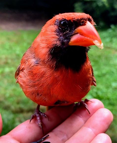 Ileen aka fourth year bird watcher (@theaterlover1) on X Cardinal Pair, Bird Watchers, Bird Watcher, Bird Photography, Wildlife Photography, Cardinals, Penny, Nature Photography, Birds