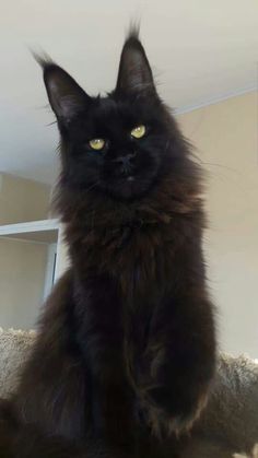 Black Mancoon Cats, Black Mane Coone, Black Maine Cooney Cats, Mainecoon Cat Black, Black Maine Coone, Mancoon Cat, Black Mainecoon Cat, Mancoon Cats, Maine Cooney Cats