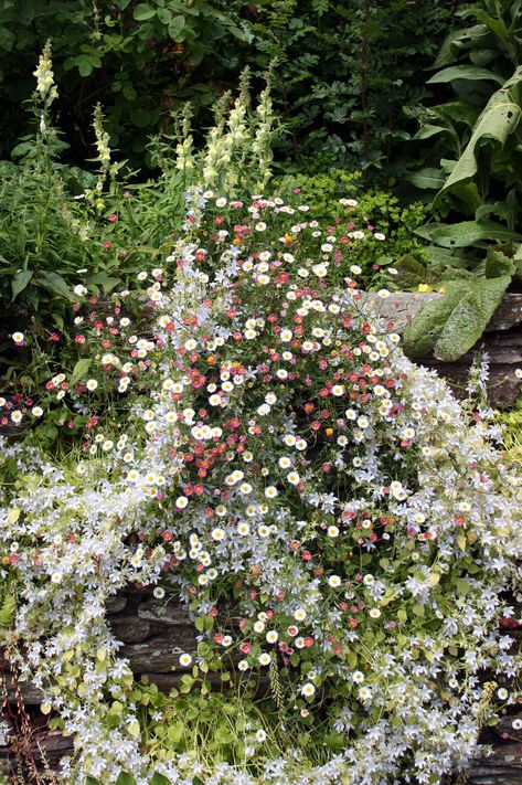 Hestercombe Gardens Hestercombe Gardens, English Gardens, English Garden, Photographer, Plants