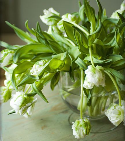 Tulips by Michael Paul Parrot Tulips Arrangement, White Parrot, Tulip Centerpiece, Parrot Tulip, Tulips Arrangement, Parrot Tulips, Flower Garden Design, Bouquet Arrangements, White Tulips