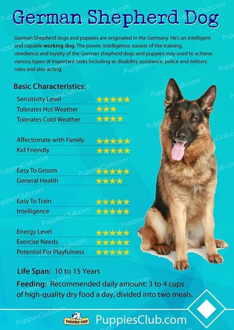 Types Of German Shepherd Dogs, Training German Shepherd, German Shepherd Facts, Protective German Shepherd, German Shepherd Training, Easiest Dogs To Train, Dog Training Techniques, Dog Care Tips, Dog Training Collar