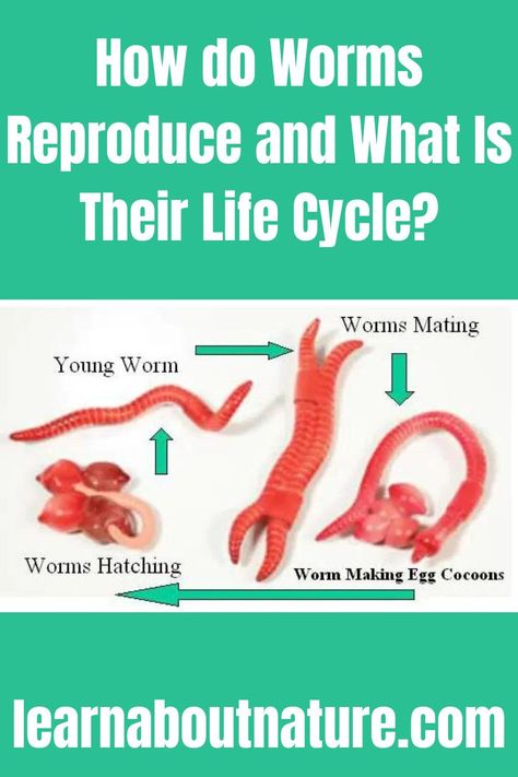 How do Worms Reproduce and What Is Their Life Cycle? Worm Life Cycle, Worm Facts, Worm Bin, Worm Farm, About Nature, Earthworms, A Lot Of People, Mini Games, Life Cycle