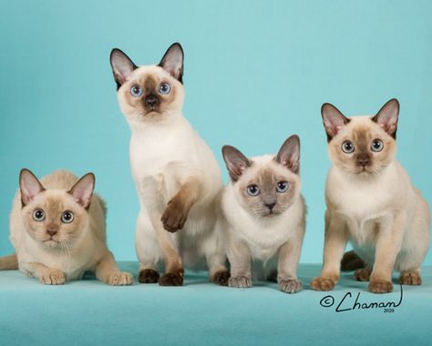 Tonkinese Breeders Tonkinese Kittens, Tonkinese Cat, Domestic Cat Breeds, Tonkinese, Cat Breeder, Human Design, Domestic Cat, Cat Breeds, Cats And Kittens