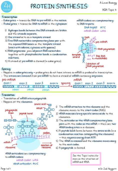 Rna Polymerase, A Level Biology, Protein Synthesis, Energy Transfer, Cell Biology, Biology Notes, Transcription, Microbiology, Biology