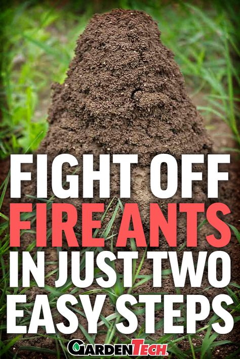 Learn how to identify and treat invading fire ants with the two-step method. Kill Fire Ants In Yard, Get Rid Of Fire Ants In Yard, How To Kill Fire Ants In Yard, How To Get Rid Of Fire Ants In The Yard, Fire Ant Killer Homemade, Kill Fire Ants, Homemade Ant Killer, Ant Spray, Fire Ant