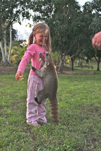 A coatimundi climbs my daughter in Belize Dangriga Belize, Hopkins Belize, Dangriga, Tropical Locations, Howler Monkey, Man Beast, City Of God, Ambergris Caye, Ways To Travel