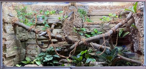 Boa Constrictor Enclosure, Boa Enclosure, Snake Tanks, Snake Habitat, Terrarium Inspiration, Snake Hides, Snake Enclosure, Lizard Tank, Enclosure Ideas