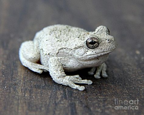 Grey Tree Frog, Gray Tree Frog, Crying Eyes, Gray Tree, Tree Frog, Favorite Animals, Tree Frogs, Amphibians, Frogs