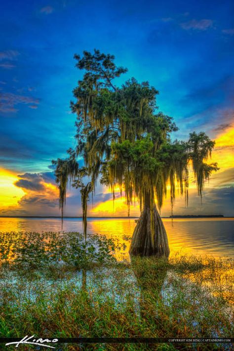 The cypress tree at Lake Istokpoga in Lake Placid, Florida at Hi Florida Cypress Trees, Swamp Paintings, Lake Placid Florida, Florida Nature, Beautiful Florida, Florida Photography, Image Nature, Hdr Photography, Photo Pin