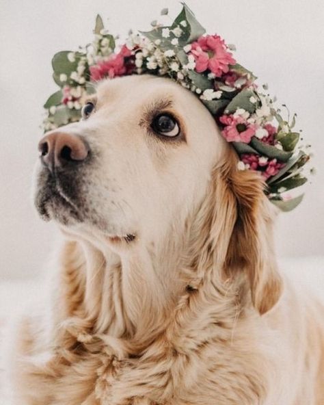 Dog Flower Crown, Dog Family Pictures, Dog With Flowers, Funny Wedding Pictures, Puppy Kisses, Dog Photoshoot, 강아지 그림, Really Cute Dogs, Wedding Pets