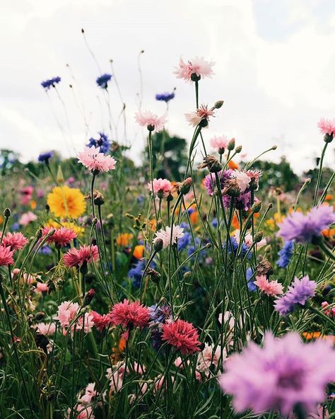 Field of wildflowers.  Let's run together, feel the wind in our hair, the sun freckling our skin.  Pick a posy of pretty blooms to remember this moment. Katie Daisy, Flower Dance, Illustrators On Instagram, Blush Roses, Love Flowers, Garden Landscaping, Flower Power, Floral Arrangements, Wild Flowers