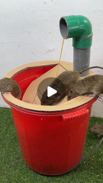 Mouse Catcher, Rat Trap, Rat Traps, Mouse Trap, Mouse Traps, May 22, Rats, Cleaning Hacks, Bugs