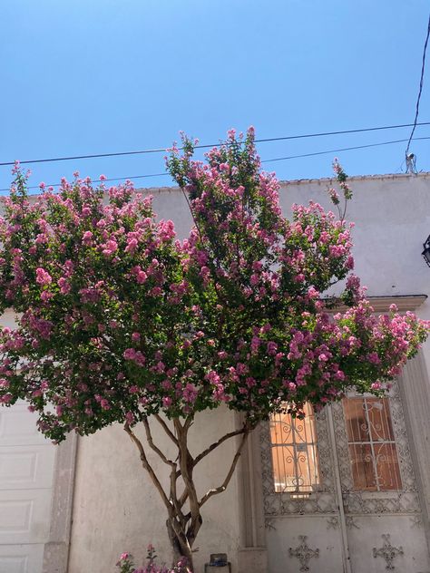 Tree with pink flowers in front of White House in Mexico with fancy swirly doors and light blue sky Flower Tree Aesthetic, Pink Flower Tree, Pink Willow Tree Aesthetic, Trees With Pink Flowers, Tree With Pink Flowers, Mobile Home Landscaping, Tree With Flowers, Pink Weeping Cherry Tree, Flower Trees