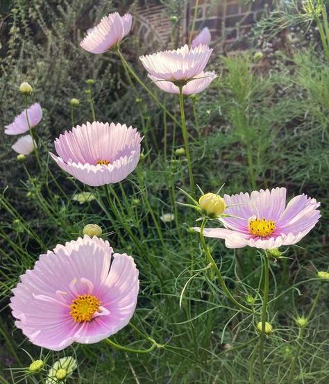 Garden Notebook, Flower Gardens, Summer Bedding, Plant Design, Over It, The Heat, Cosmos, Flower Garden, Florist