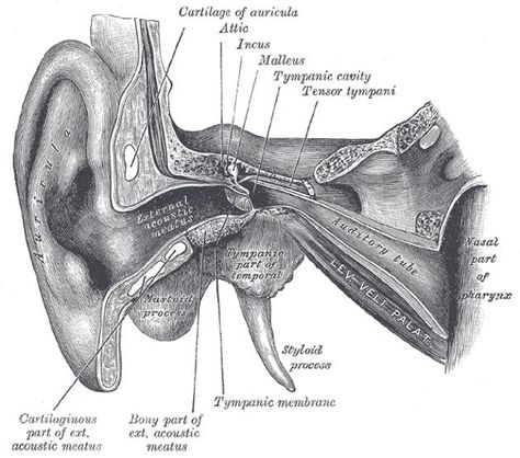 Unclog Ears, Ear Anatomy, Ear Health, Inner Ear, Alternative Health, Natural Home Remedies, Health Info, Health And Beauty Tips, Natural Medicine