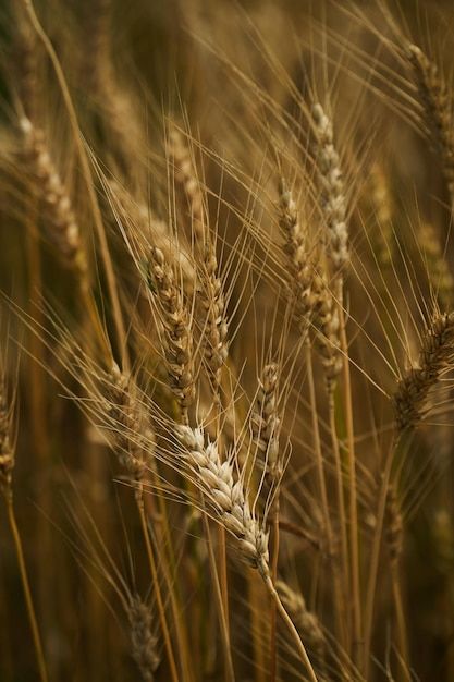 Winters crop | Premium Photo #Freepik #photo #grain #barley #wheat #rye Barley Grain, Winter Crops, Rye, Psd Files, Barley, Vector Photo, Premium Photo, 1 Million, Wheat