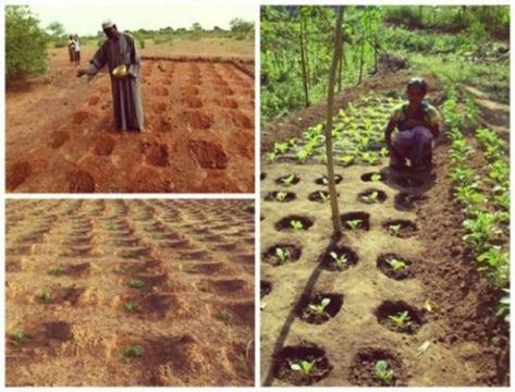 Desert Vegetable Garden, Farming Techniques, Permaculture Gardening, Permaculture Design, Desert Garden, Sustainable Agriculture, Forest Garden, Home Vegetable Garden, Sustainable Farming