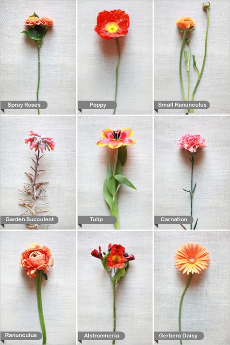 orange flower names Plants Names, Botanical Book, Wedding Flower Guide, Flower Chart, Orange Wedding Flowers, Fleur Orange, Different Types Of Flowers, Flower Guide, Flower Meanings