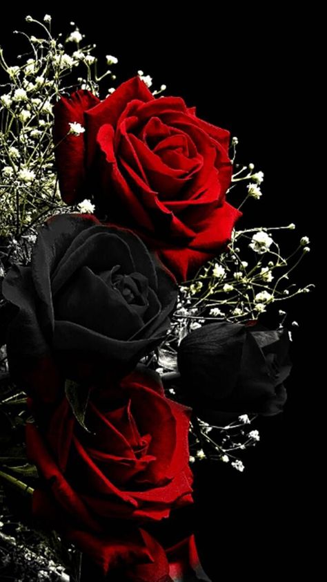 Red Roses Wallpaper Iphone, Wallpaper Iphone Roses, Black Roses Wallpaper, Blue Roses Wallpaper, Black And Red Roses, Black Rose Flower, Red And Black Wallpaper, Red Roses Wallpaper, Roses Wallpaper