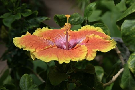 25 Different Types of Hibiscus Hibiscus Garden, Flower Hibiscus, Giant Roses, Drought Resistant Plants, Hibiscus Plant, White Hibiscus, Red Hibiscus, Plant Seedlings, Garden Vegetable