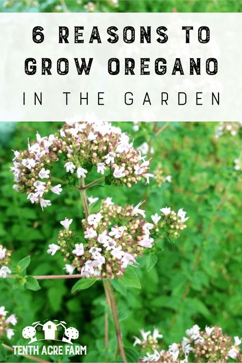 Oregano is a popular perennial herb to grow in the herb garden, vegetable garden, and food forest. Are you growing oregano in your garden? Learn 6 reasons why you'll want to! Grow Oregano, Growing Produce, Herbal Wellness, Gardening Herbs, Herbs To Grow, Organic Agriculture, Types Of Herbs, Herb Gardening, Vertical Herb Garden