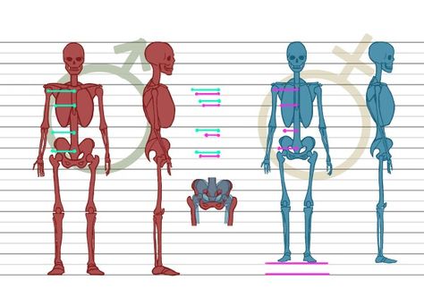 Male vs female skeleton Male Vs Female Anatomy, Anatomy Tips, Male Skeleton, Female Skeleton, Male Vs Female, Skeleton Drawings, Draw Human, Human Bones, Writing Inspiration Prompts