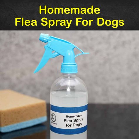 Flea Spray For Furniture, Diy Flea Spray, Diy Flea Killer, Flea Spray For House, Homemade Flea Spray, Flea Spray For Dogs, Dog Flea Remedies, Tick Spray For Dogs, Flea Remedies