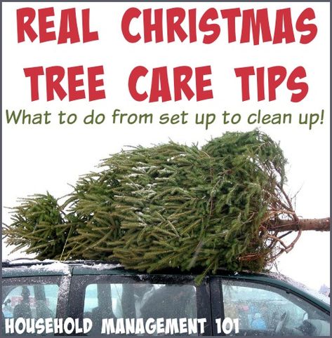 Here's real Christmas tree care tips you can use to set up your tree properly, make sure it lasts as long as possible, plus tips for clean up of needles and sap messes if they occur. Real Xmas Trees, Christmas Tree Guide, Christmas Tree Care, Christmas Tips, Live Christmas Trees, Household Management, Real Christmas, Christmas Hacks, Real Christmas Tree